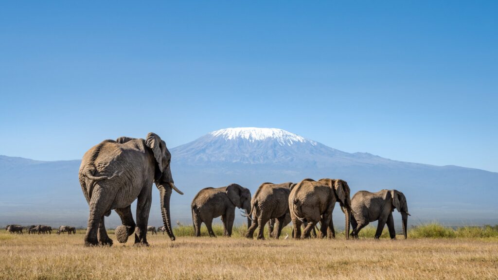 Machame Route: Insider’s Guide to Reaching the Summit of Kilimanjaro